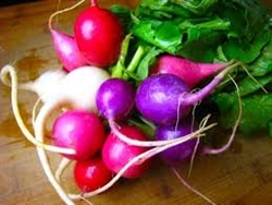 Radish, Easter Egg ~ 1 bunch (4 to 6)