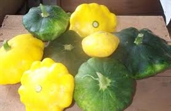 Squash, Patti Pan (star-shaped squash, various colors) ~ 1.25 lb