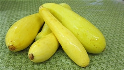 Squash, Yellow ~ 1.5 lbs