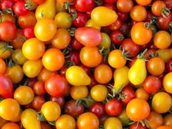 Cherry Tomatoes, Mixed (dry farmed) ~ 1 pint