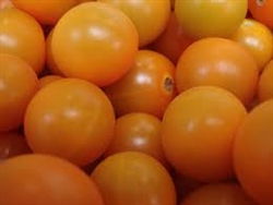 Cherry Tomatoes, Sungold (dry-farmed) ~ 1 pint