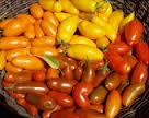 Roma Tomatoes (dry-farmed, bulk) ~ 5 lbs