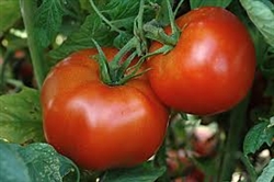 Slicing Tomatoes (dry-farmed, mixed) (2/order) ~ 1 lb