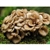 Maitake (Hen of the Woods) Mushrooms ~ 3.5 oz