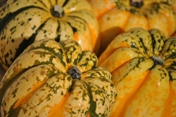 Squash, Sweet Dumpling - 2 ~ 2 lbs