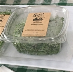 Broccoli Sprout Microgreens ~ 2 oz clamshell