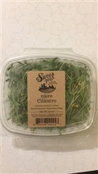 Cilantro Sprout Microgreens ~ 0.75 oz clamshell