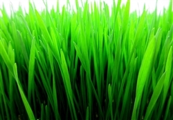 Wheatgrass Microgreens ~ 2 oz bag