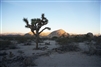 Joshua Tree, California