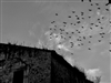 Birds, Santillana del Mar, Spain