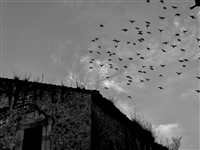 Birds, Santillana del Mar, Spain