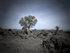 Tree, Lava Beds, Tule Lake