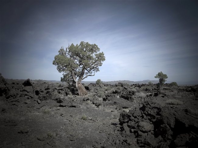 Tree, Lava Beds, Tule Lake