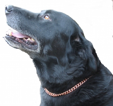 Copper Magnetic Therapy Dog Collar