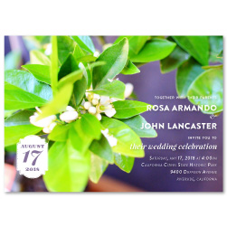 Lemon Tree Wedding Invitations | Citrus Blossoms