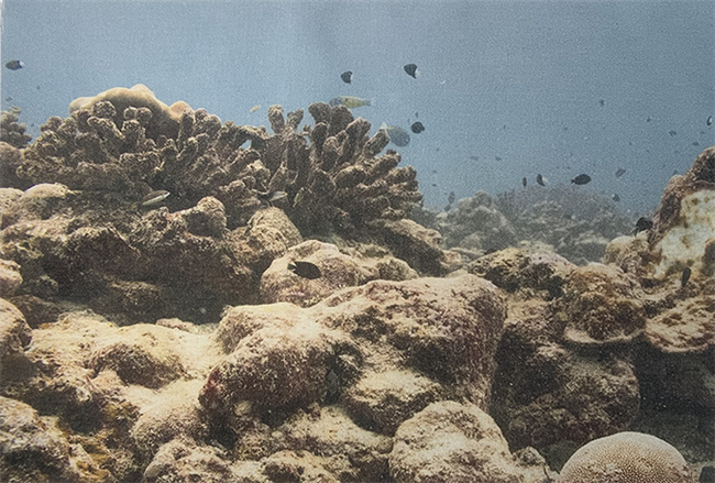 Dead Coral Reef