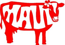 Maui Cow
