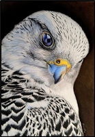 VIDEO from October 19, 2025 - The  Hawk by Elisabetta De Maria CDA (Colored Pencil)