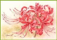 May 18  (Saturday 10 AM to 2 PM, ET) - Spider Lily by Naomi Shimanuki MDA/DACA