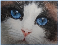May 19  (Sunday 10 AM to 2 PM, ET) - The Cat's Blue Eyes by Elisabetta De Maria CDA