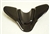 Ducati Carbon Fiber Part