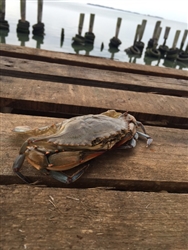Soft Shell Crab- 1/2 Dozen of Primes