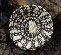 MINIATURE PAPAGO HORSEHAIR BASKET