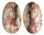 MEXICAN LACE AGATE MATCHED CABOCHONS