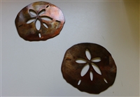 Sand Dollar Pair