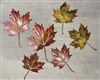 Maple Leaf Set of 6 fall colored