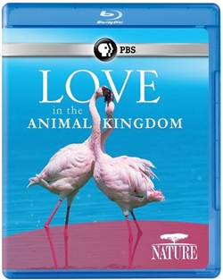 Love in the Animal Kingdom Blu-ray (Rental)