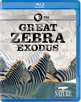 Great Zebra Exodus 09/14 Blu-ray (Rental)