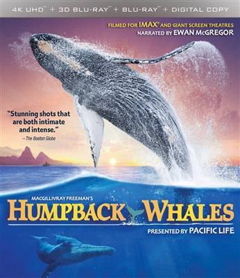 Humpback Whales 4K UHD Blu-ray (Rental)