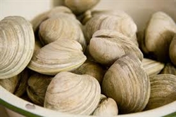 Clams, One Dozen