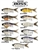 Clutch Swimbaits