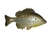 Huddleston Deluxe Top Hook Bluegill