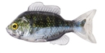 Live Target Sunfish Unrigged