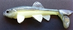 Little Creeper All American Trash Fish
