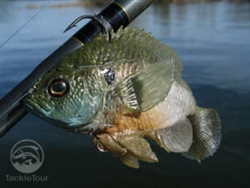 Mattlures U2 Bluegill Boot Tail