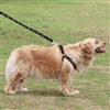 9 Foot, Medium / Large Pet Leash and Harness Set