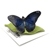 Little Critterz - "Venus" Blue Morpho Butterfly