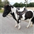 Barefoot saddle for Short Backed Horses