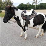 Barefoot saddle for Short Backed Horses