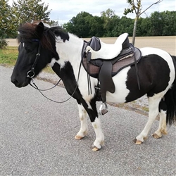 Barefoot saddle for Short Backed Horses