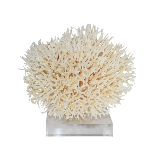 Natural Coral on Acrylic Base