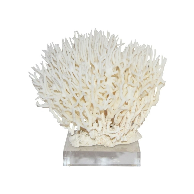 Birdsnest Coral on Acrylic Base