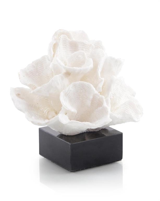 Foliose Coral on Black Marble