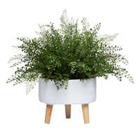 Maiden Hair Fern in White Planter