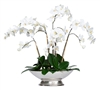 White Phal in Small Silver Compote