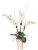 â€‹Orchid Phalaenopsis, White, Ceramic Planter